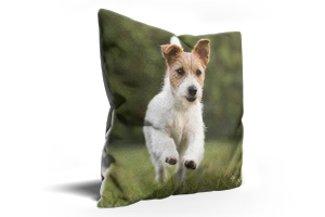 Cushion